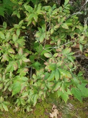 Rhododendron prinophyllum