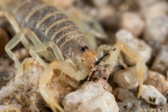 Parabuthus brevimanus