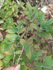 Rhododendron prinophyllum