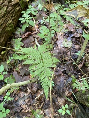 Dryopteris carthusiana