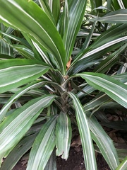 Dracaena
