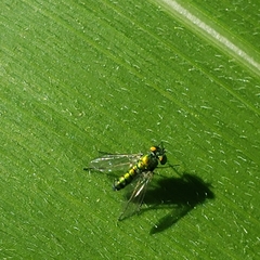Condylostylus caudatus