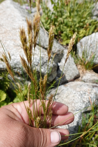 Anthoxanthum nipponicum, photograph 2