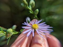 Symphyotrichum undulatum