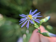 Symphyotrichum undulatum