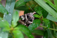 Drasteria grandirena