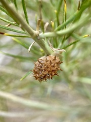 Rhopalomyia utahensis