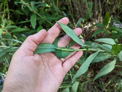 Symphyotrichum undulatum