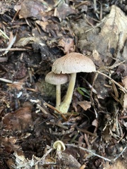 Collybiopsis peronata