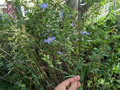 Symphyotrichum undulatum