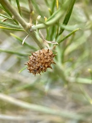 Rhopalomyia utahensis