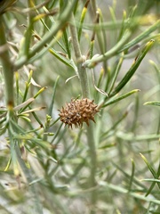 Rhopalomyia utahensis