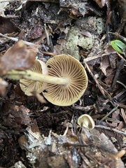 Collybiopsis peronata