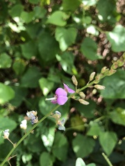 Desmodium ciliare