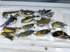 Setophaga caerulescens