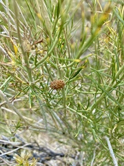 Rhopalomyia utahensis