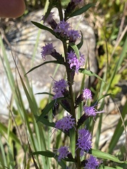 Liatris squarrulosa