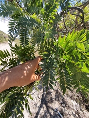 Pseudosmodingium andrieuxii