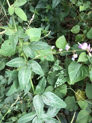 Desmodium ciliare