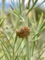 Rhopalomyia utahensis