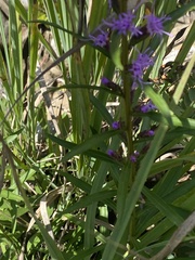 Liatris squarrulosa