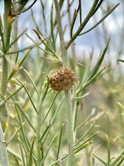 Rhopalomyia utahensis