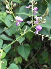 Desmodium ciliare