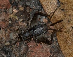 Velarifictorus