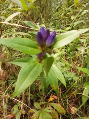 Gentiana andrewsii