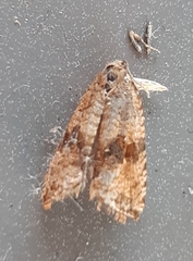 Celypha striana