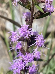 Liatris squarrulosa