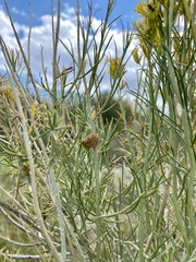 Rhopalomyia utahensis