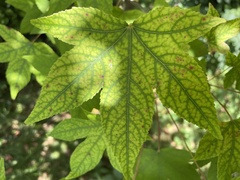 Acer nigrum