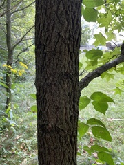 Acer nigrum