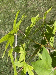 Acer nigrum