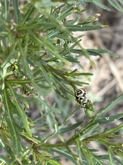 Eurydema