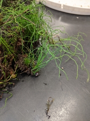 Equisetum scirpoides