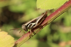 Melanoplinae