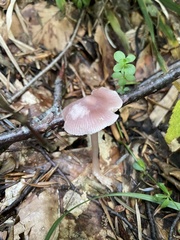 Mycena rosea