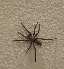 Scotophaeus blackwalli