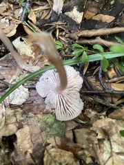 Mycena rosea