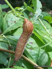 Darapsa myron