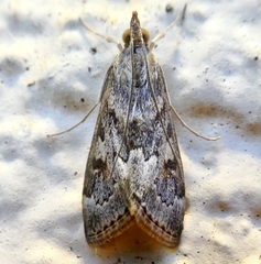 Loxostege allectalis