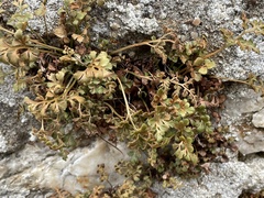 Asplenium ruta-muraria