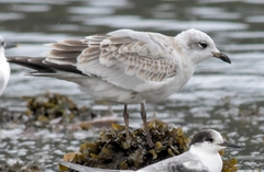 Ichthyaetus melanocephalus