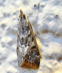 Loxostege allectalis