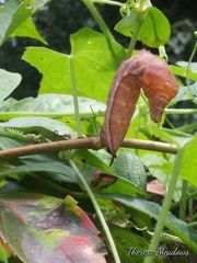 Darapsa myron