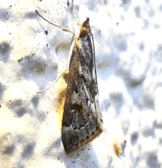 Loxostege allectalis