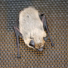 Parastrellus hesperus