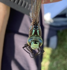 Aeshna constricta